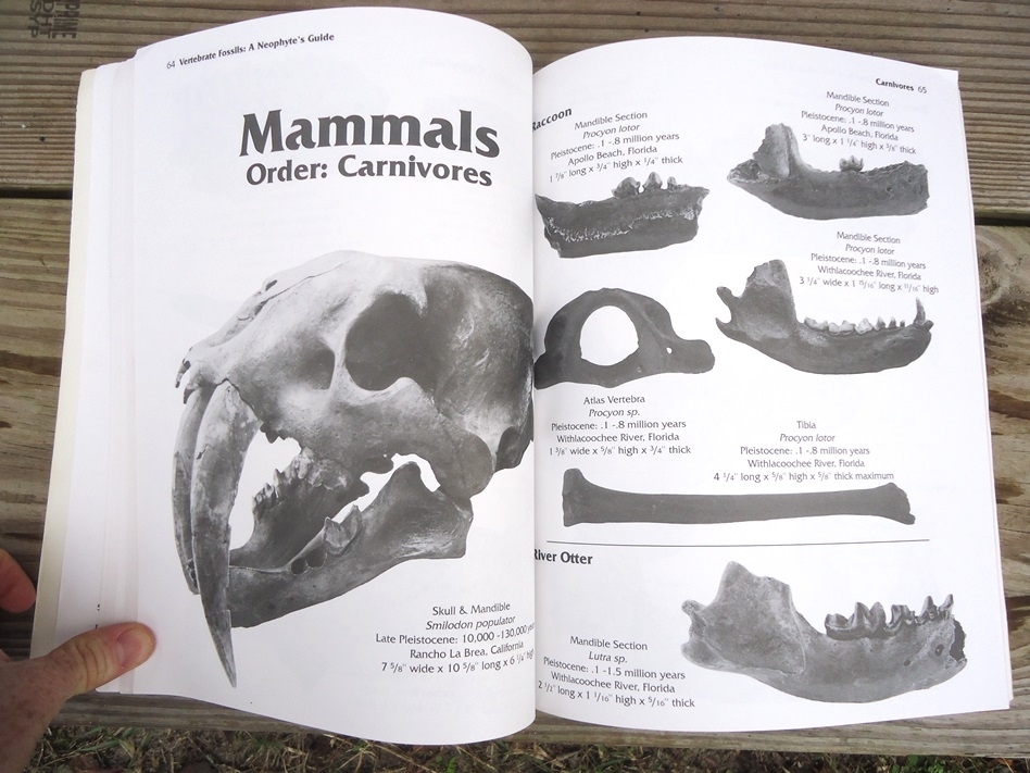 Large image 4 Vertebrate Fossils: A Neophyte's Guide by Frank Kocsis