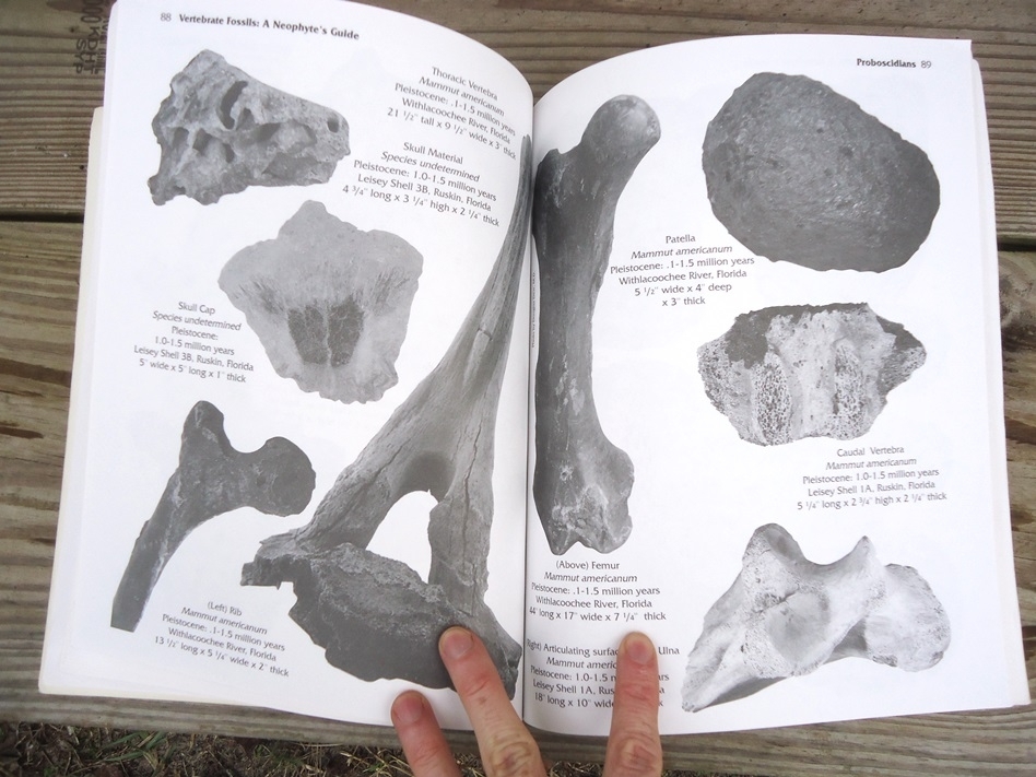 Large image 5 Vertebrate Fossils: A Neophyte's Guide by Frank Kocsis