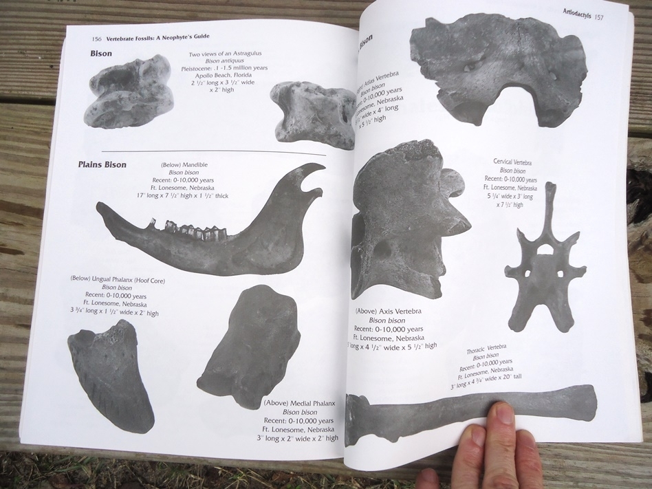 Large image 7 Vertebrate Fossils: A Neophyte's Guide by Frank Kocsis