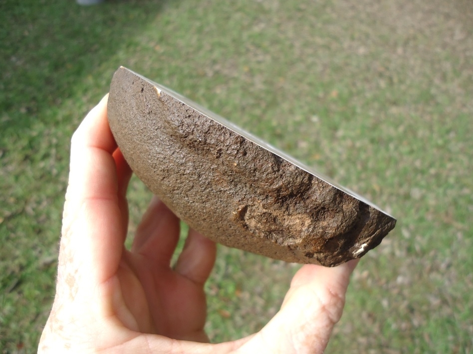 Large image 3 Beyond Rare Florida Nautiloid from the Oligocene