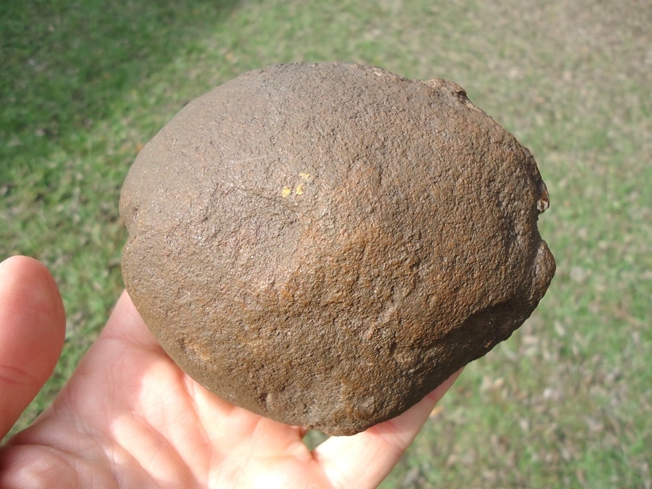 Large image 4 Beyond Rare Florida Nautiloid from the Oligocene