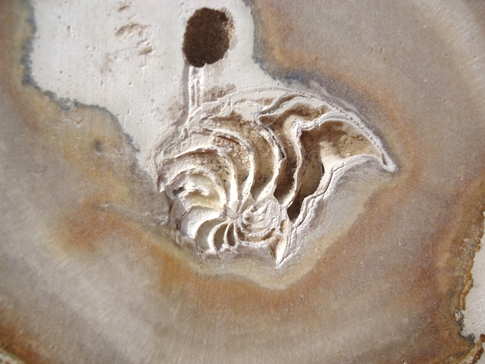 Large image 5 Beyond Rare Florida Nautiloid from the Oligocene