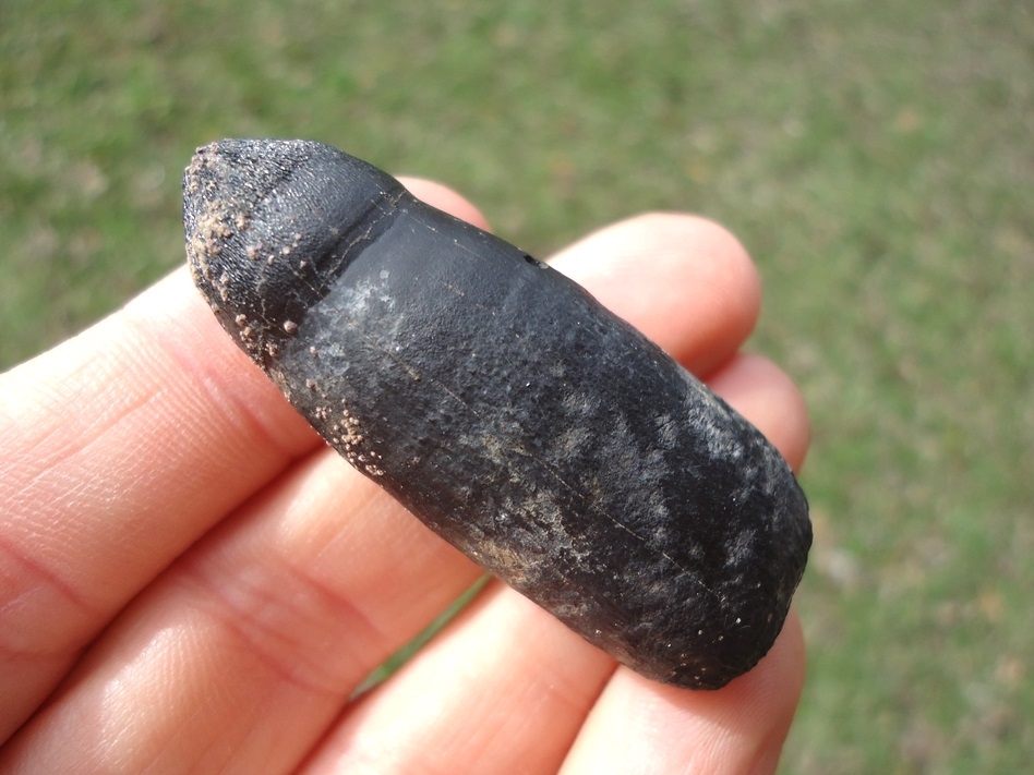 Large image 1 Extra Large Fully Rooted Alligator Tooth