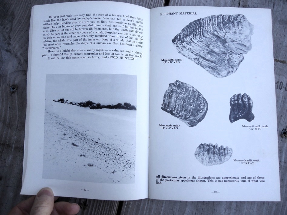 Large image 2 Fossil Vertebrates - Beach and Bank Collecting for Amateurs by M.C. Thomas