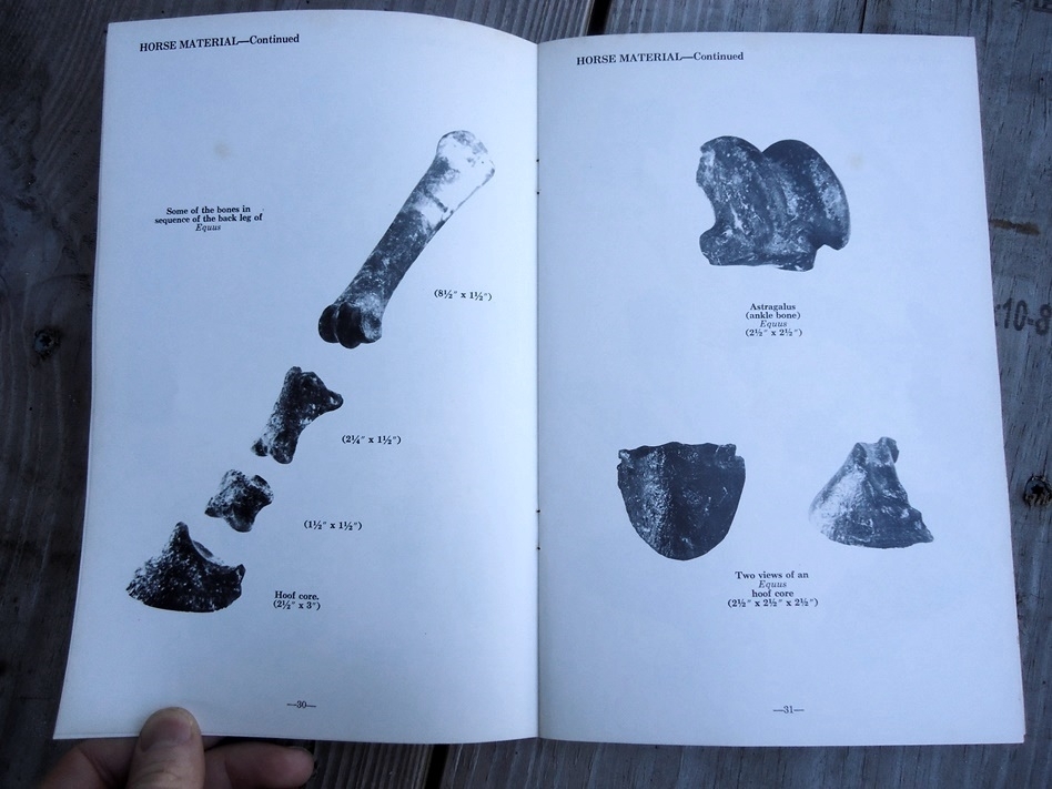 Large image 3 Fossil Vertebrates - Beach and Bank Collecting for Amateurs by M.C. Thomas