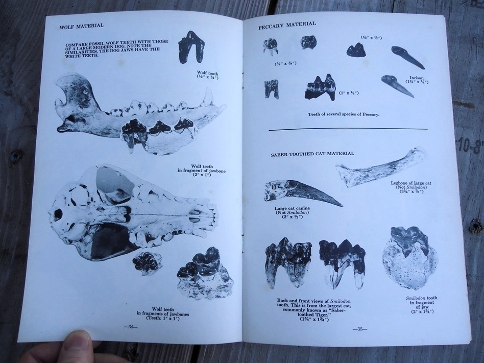 Large image 4 Fossil Vertebrates - Beach and Bank Collecting for Amateurs by M.C. Thomas