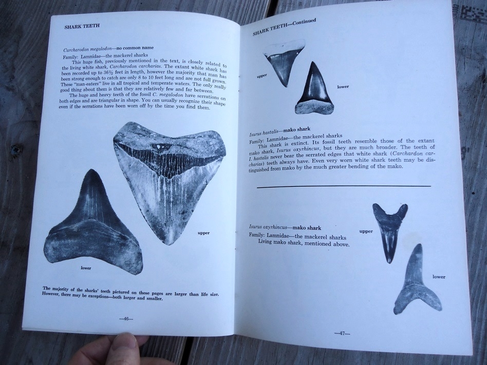 Large image 5 Fossil Vertebrates - Beach and Bank Collecting for Amateurs by M.C. Thomas
