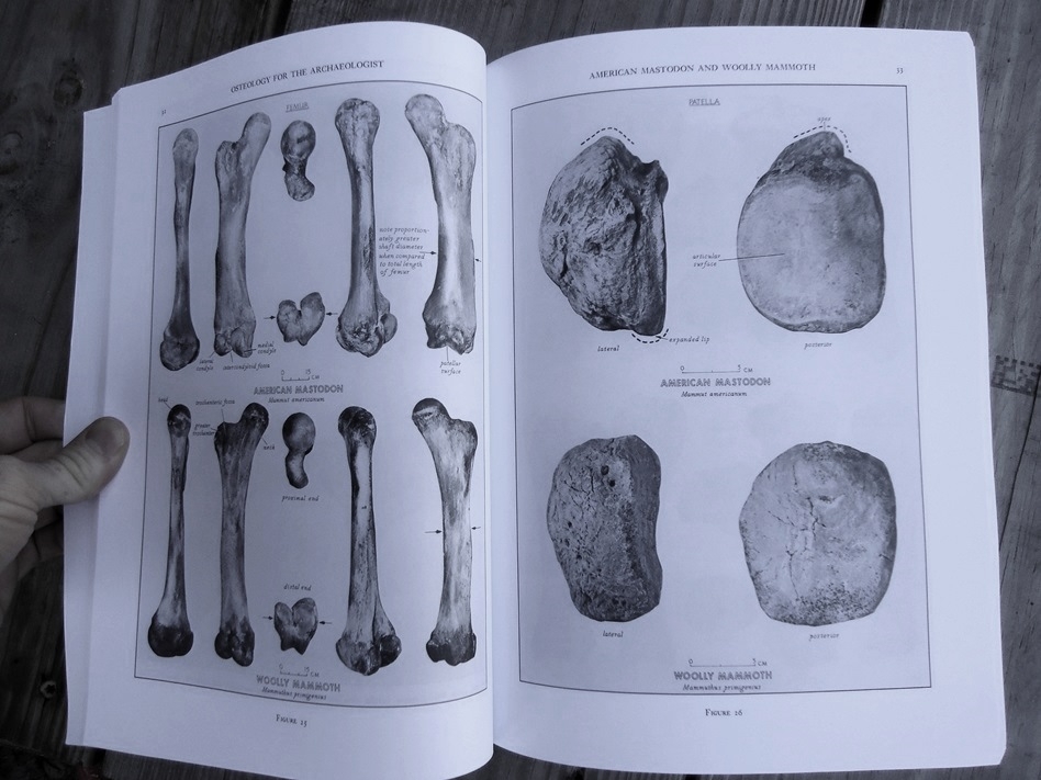 Large image 3 Osteology for the Archaeologist - Stanley J. Olsen