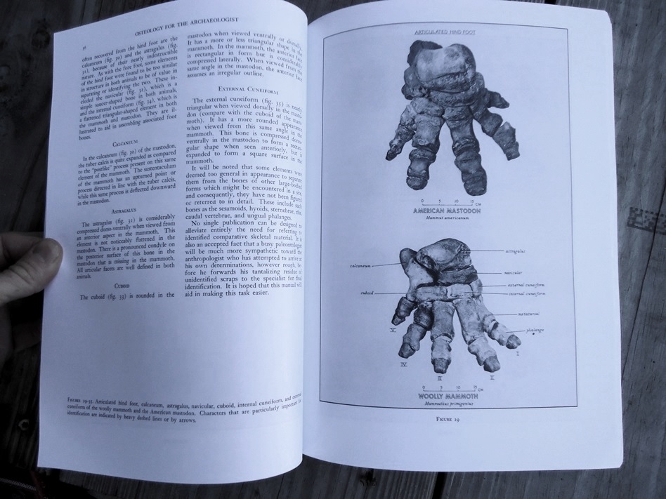 Large image 4 Osteology for the Archaeologist - Stanley J. Olsen