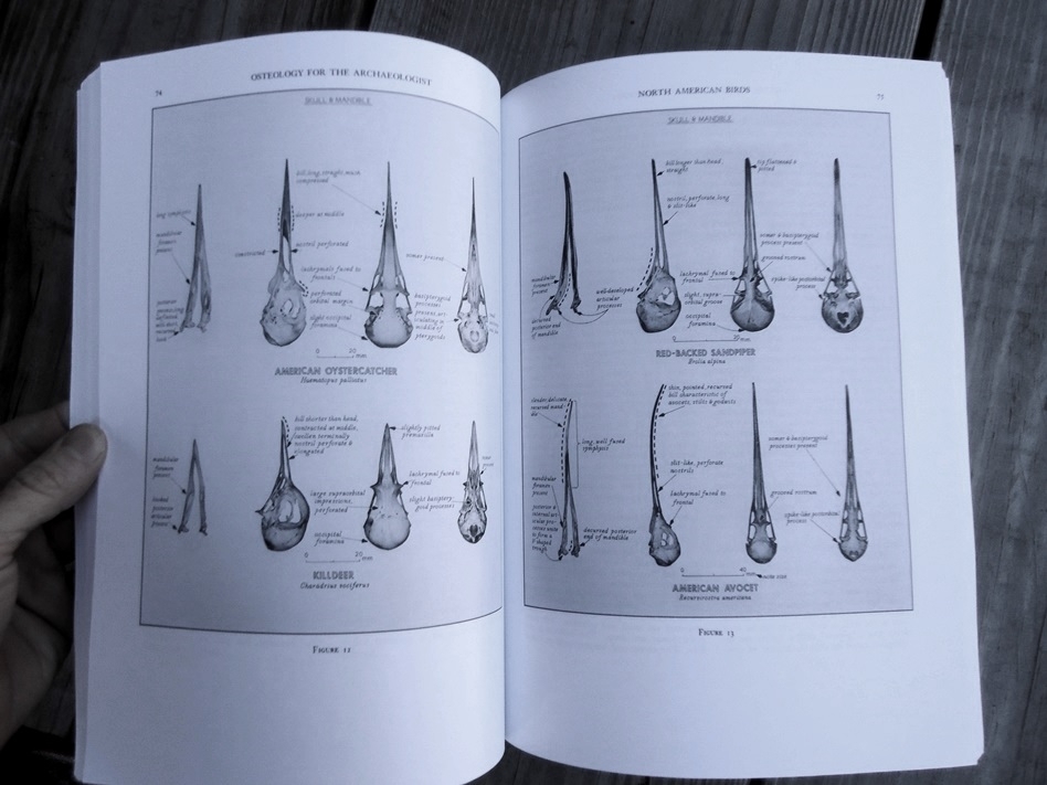 Large image 5 Osteology for the Archaeologist - Stanley J. Olsen