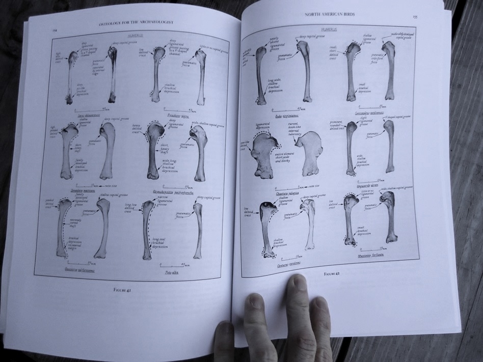 Large image 7 Osteology for the Archaeologist - Stanley J. Olsen