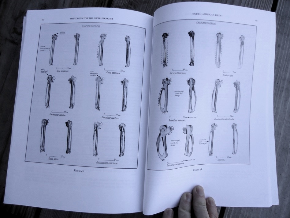 Large image 8 Osteology for the Archaeologist - Stanley J. Olsen