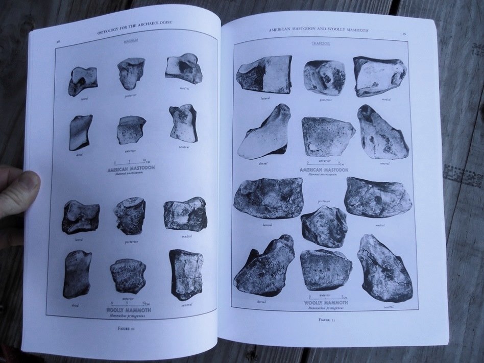 Large image 2 Osteology for the Archaeologist - Stanley J. Olsen
