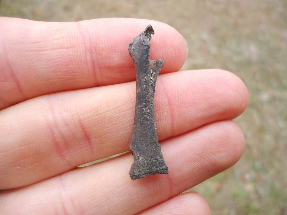 Large image 1 American Coot Coracoid