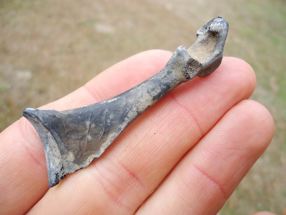 Large image 2 Excellent Canvasback Coracoid