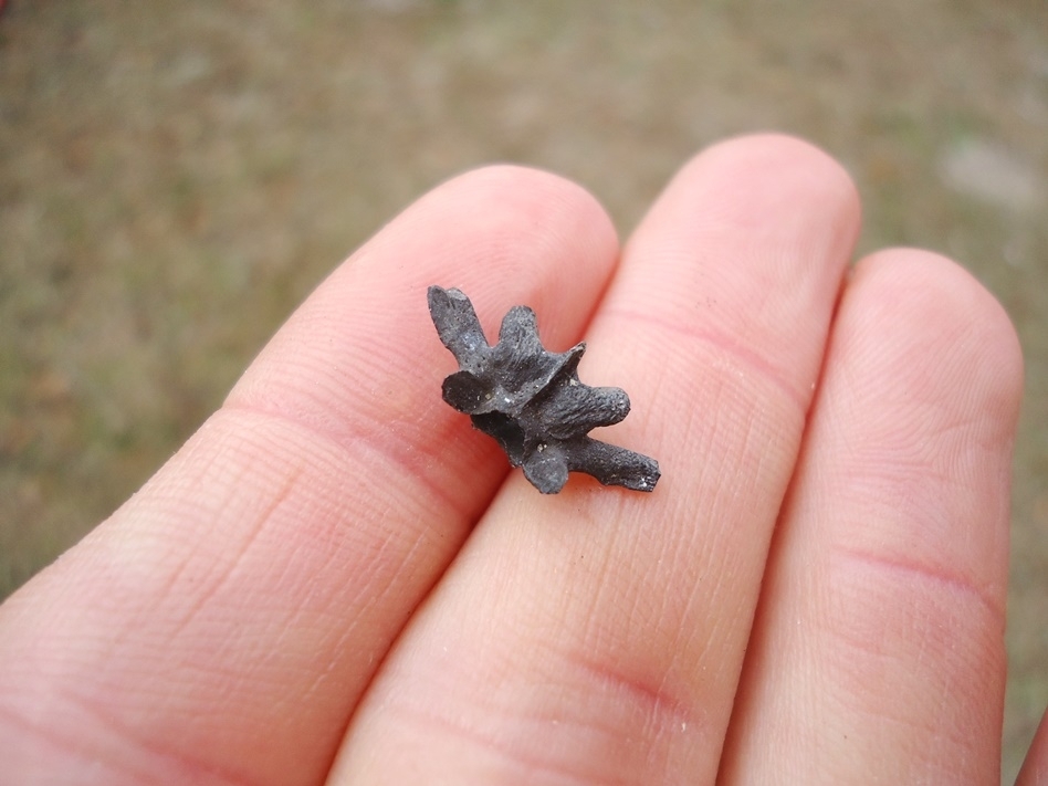 Large image 2 Rare Frog Vertebra