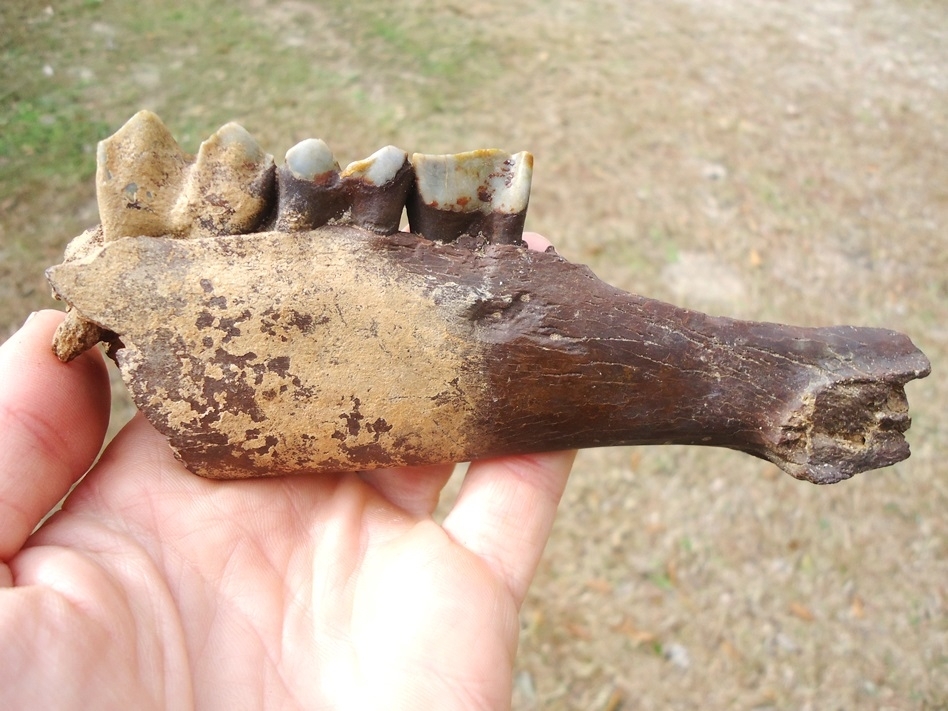 Large image 1 Exceptional Llama Mandible with Three Perfect Teeth