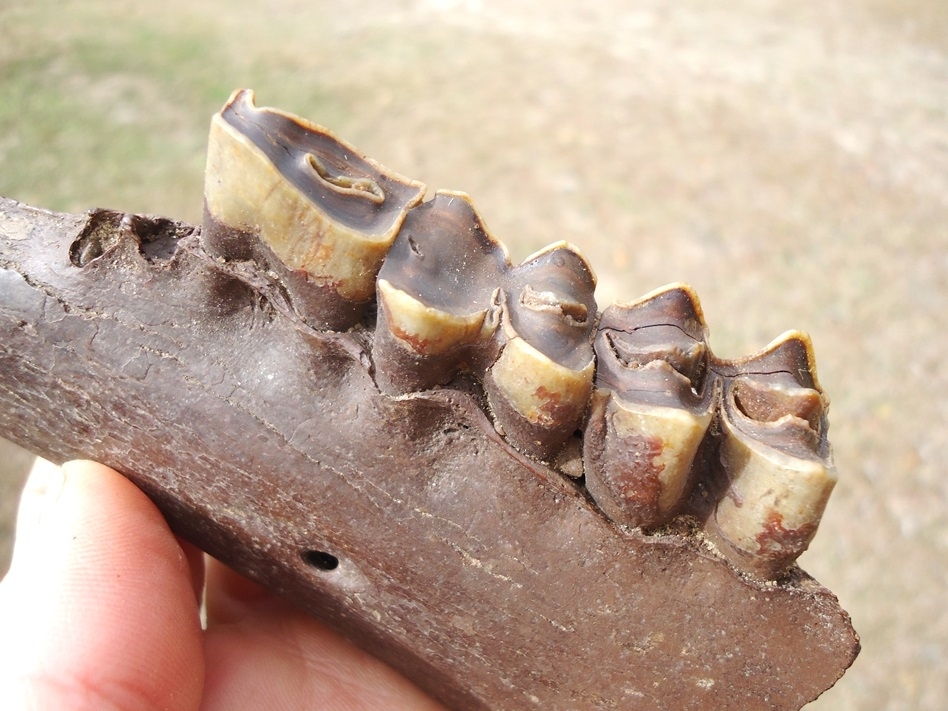Large image 2 Exceptional Llama Mandible with Three Perfect Teeth