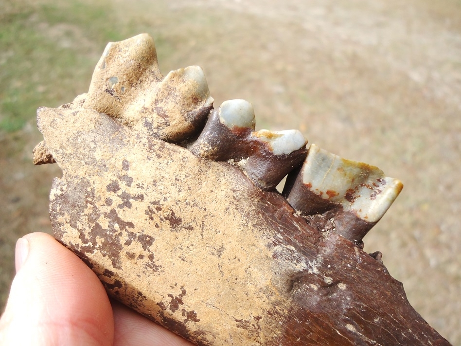 Large image 3 Exceptional Llama Mandible with Three Perfect Teeth