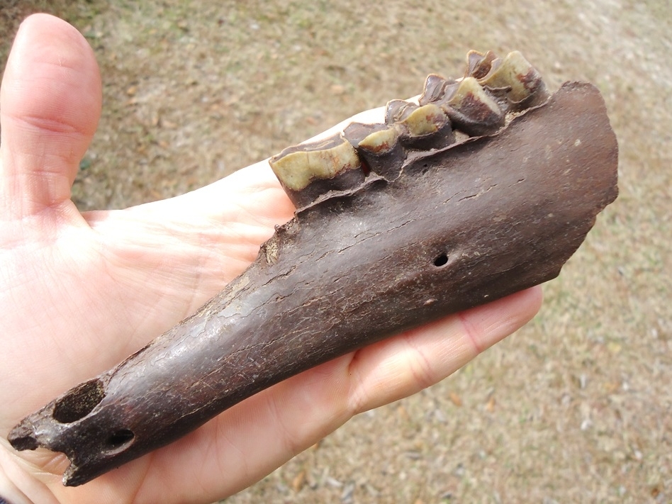 Large image 5 Exceptional Llama Mandible with Three Perfect Teeth