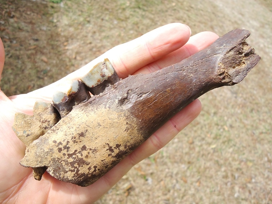 Large image 6 Exceptional Llama Mandible with Three Perfect Teeth