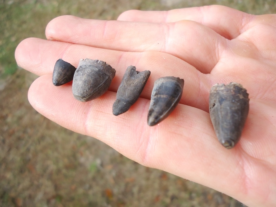 Large image 1 Five Choice Alligator Teeth