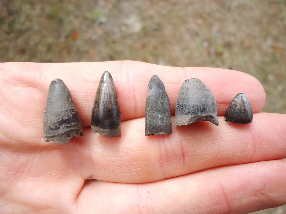 Large image 2 Five Choice Alligator Teeth