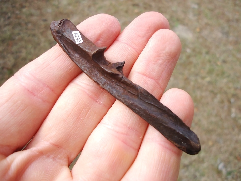 Large image 3 Exceptional Armadillo Ulna