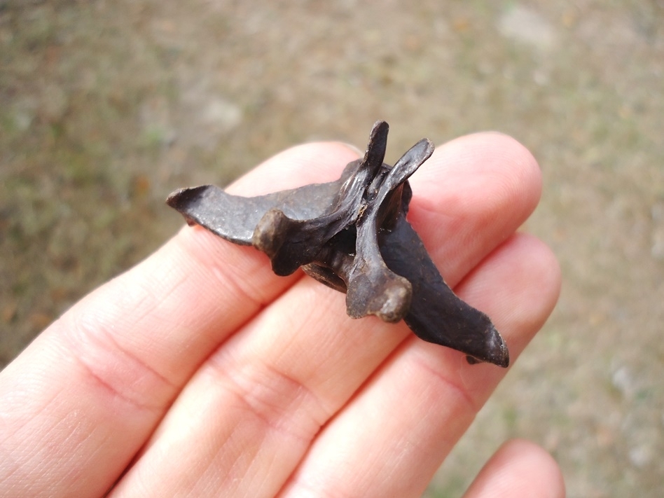 Large image 1 The Finest Armadillo Vertebra