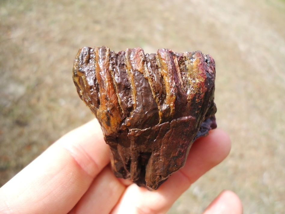 Large image 1 Stunning Pink Algae Juvenile Mammoth Tooth