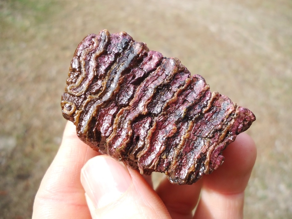 Large image 2 Stunning Pink Algae Juvenile Mammoth Tooth