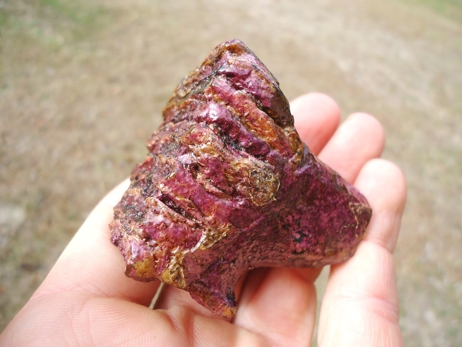 Large image 3 Stunning Pink Algae Juvenile Mammoth Tooth