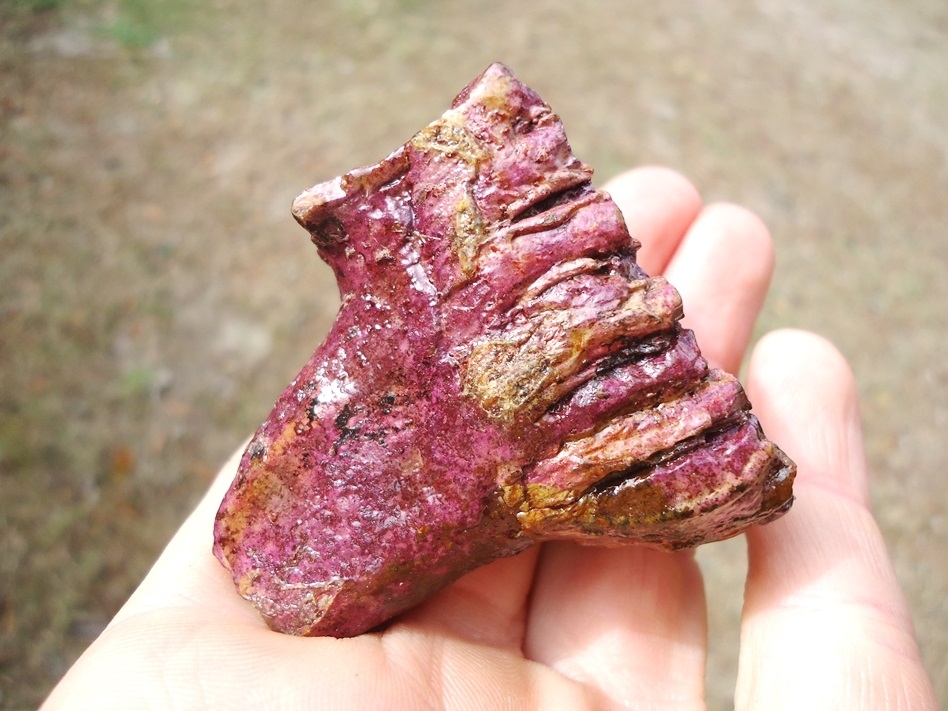 Large image 6 Stunning Pink Algae Juvenile Mammoth Tooth