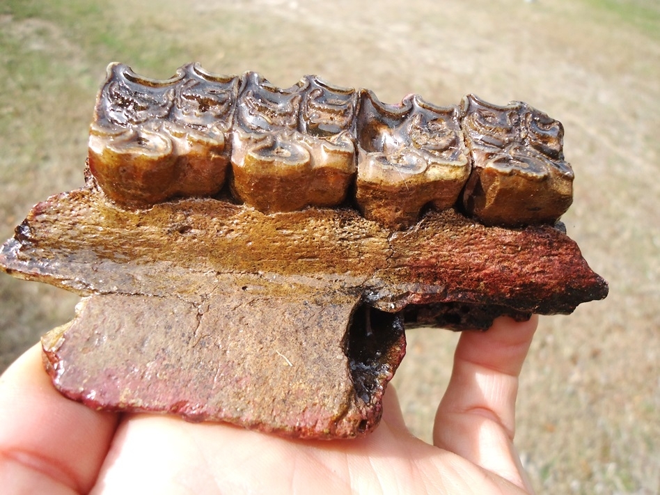 Large image 1 Awesome Section of Horse Maxilla with Four Teeth