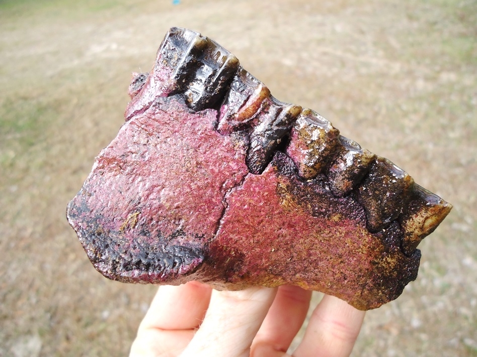 Large image 4 Awesome Section of Horse Maxilla with Four Teeth