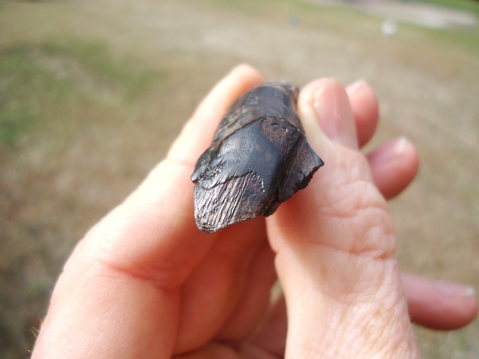 Large image 4 Very Rare Partial Saber Cat Carnassial Tooth