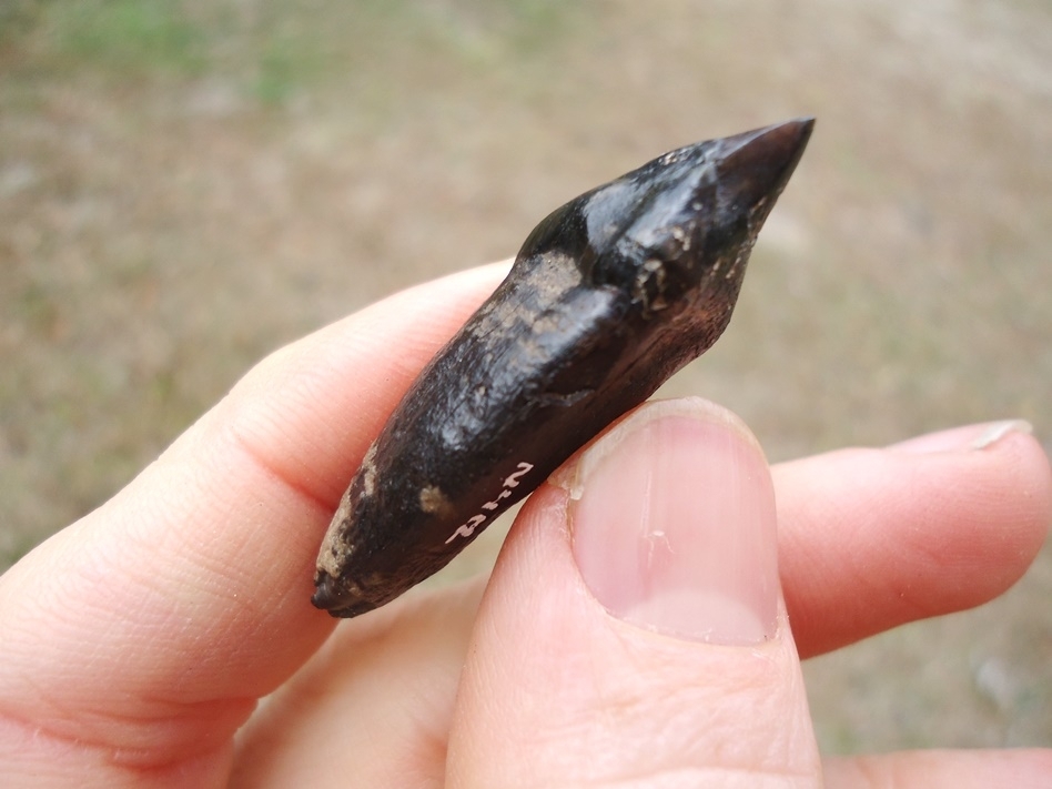 Large image 6 Very Rare Partial Saber Cat Carnassial Tooth