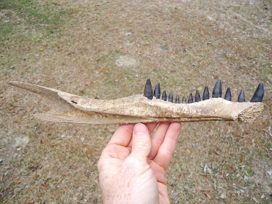 Large image 1 Alligator Mandible with 13 Teeth