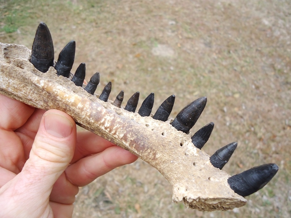 Large image 3 Alligator Mandible with 13 Teeth