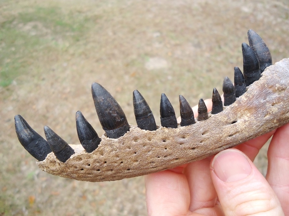 Large image 4 Alligator Mandible with 13 Teeth