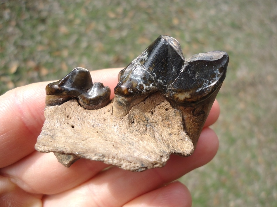 Large image 1 Awesome Section of Dire Wolf Maxilla with Two Teeth