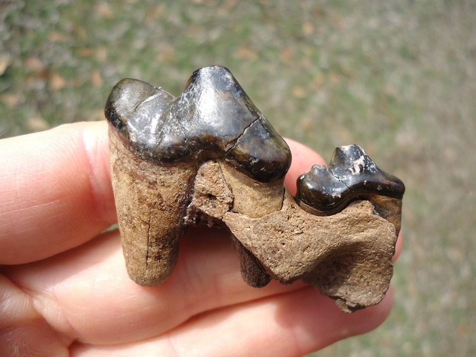Large image 2 Awesome Section of Dire Wolf Maxilla with Two Teeth