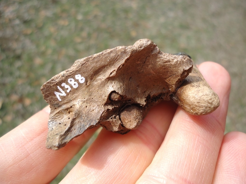 Large image 5 Awesome Section of Dire Wolf Maxilla with Two Teeth