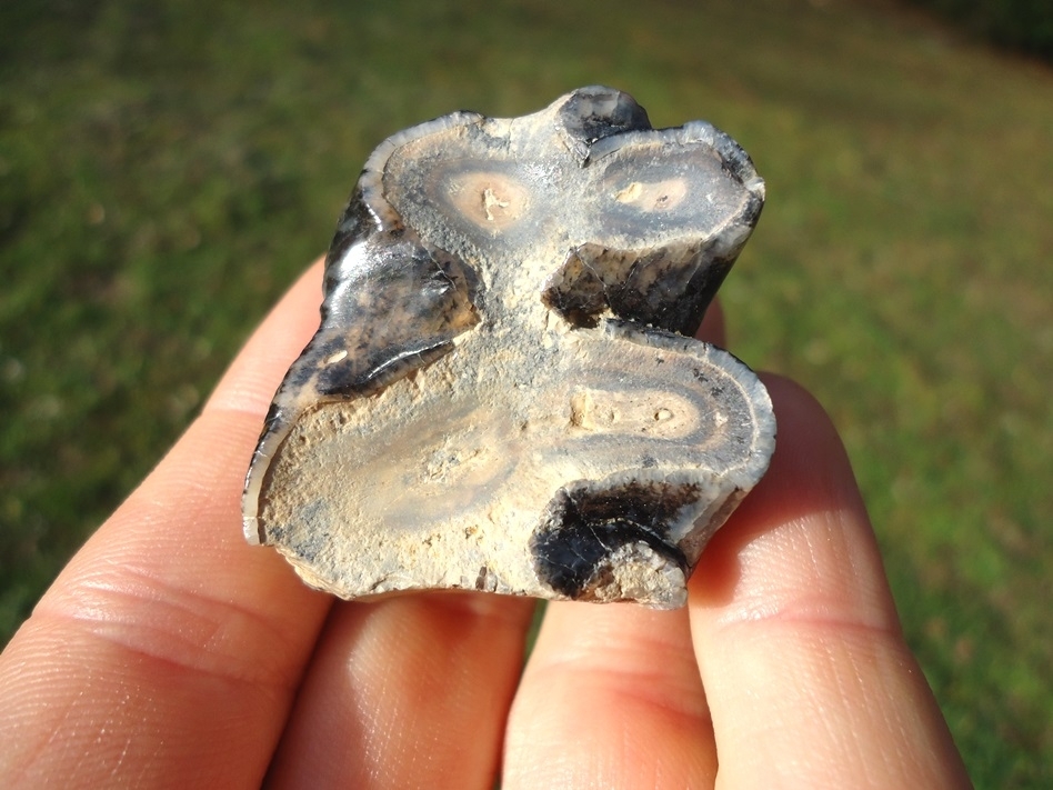 Large image 4 Colorful Juvenile Mastodon Tooth