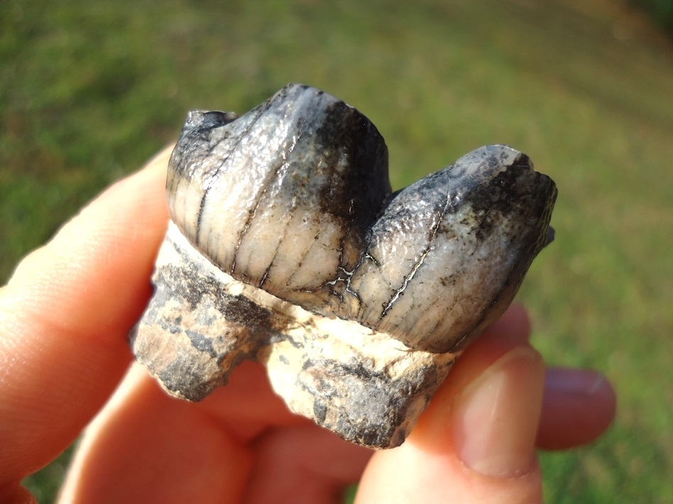 Large image 5 Colorful Juvenile Mastodon Tooth