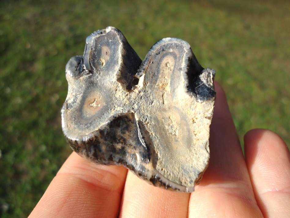 Large image 1 Colorful Juvenile Mastodon Tooth