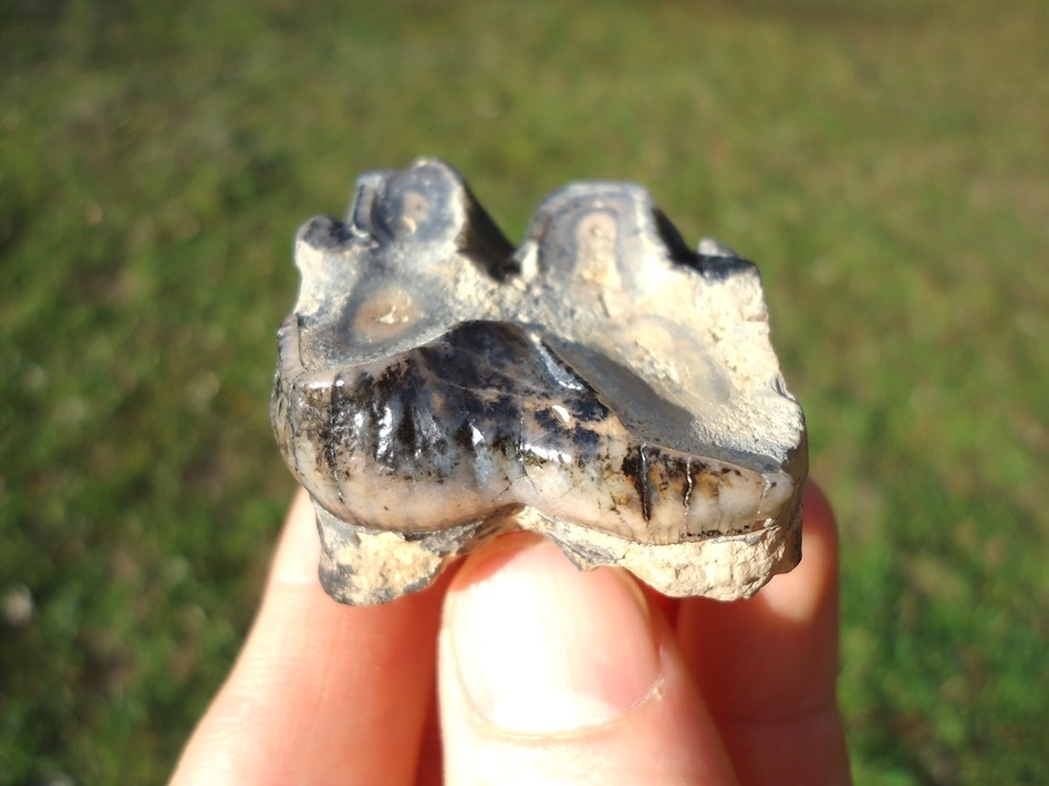 Large image 2 Colorful Juvenile Mastodon Tooth