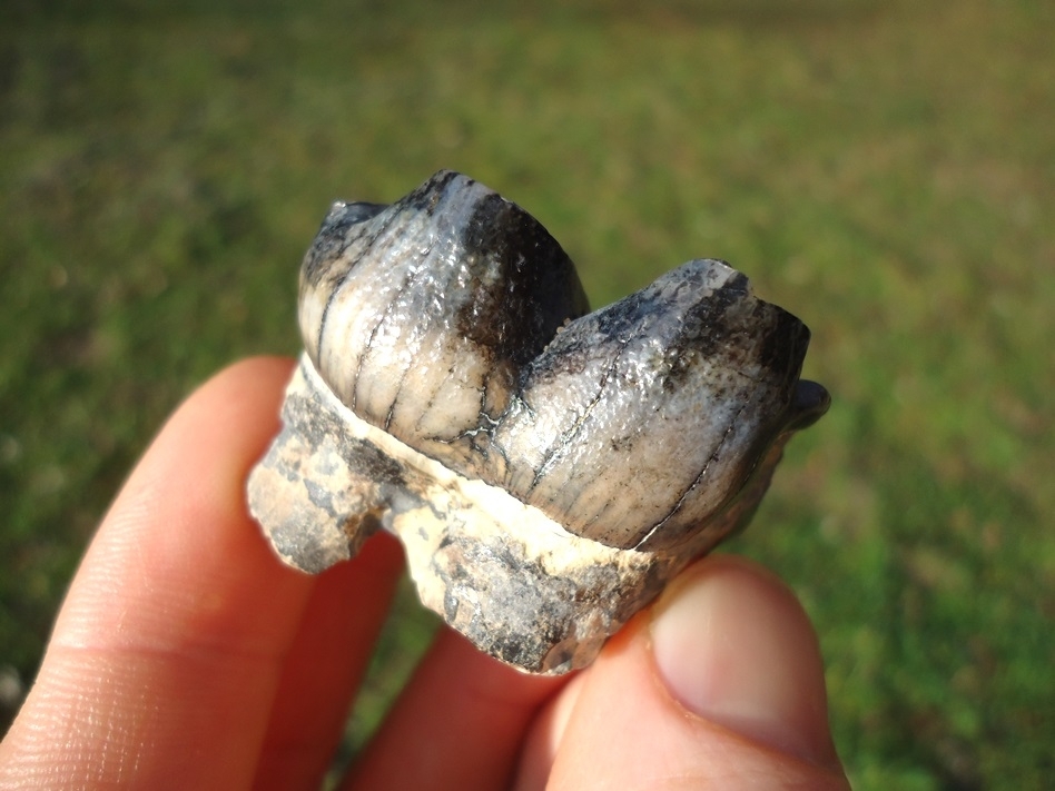 Large image 3 Colorful Juvenile Mastodon Tooth