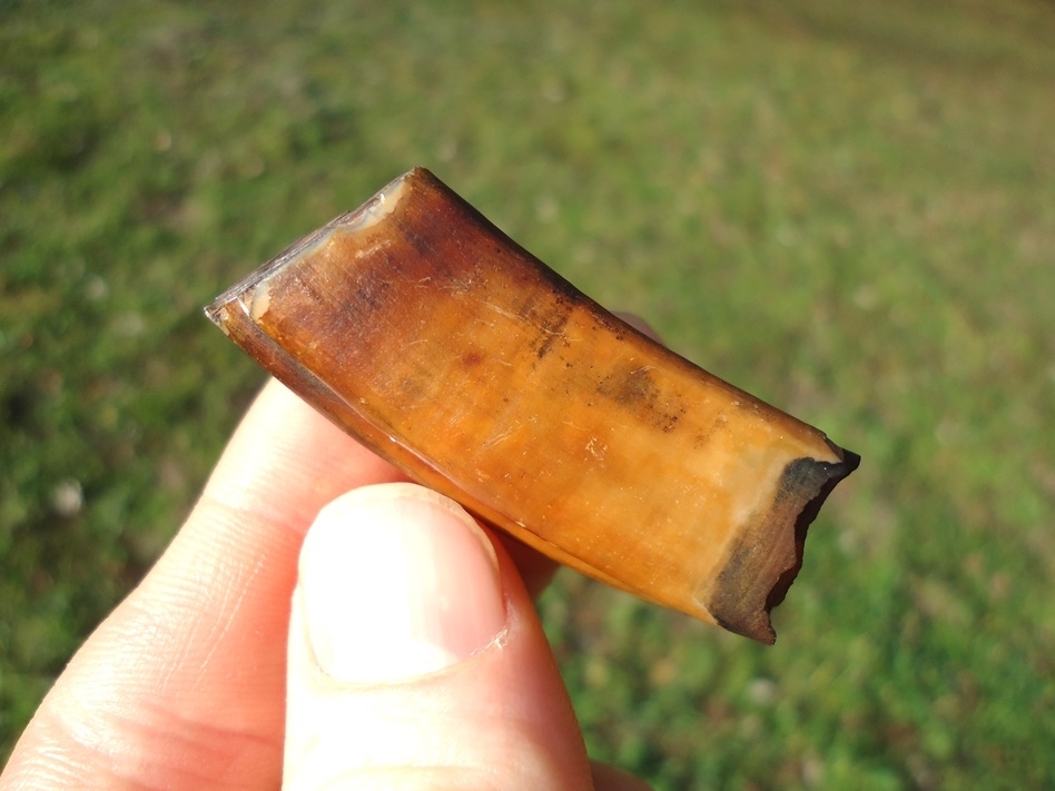 Large image 2 Stunningly Colorful Giant Beaver Molar