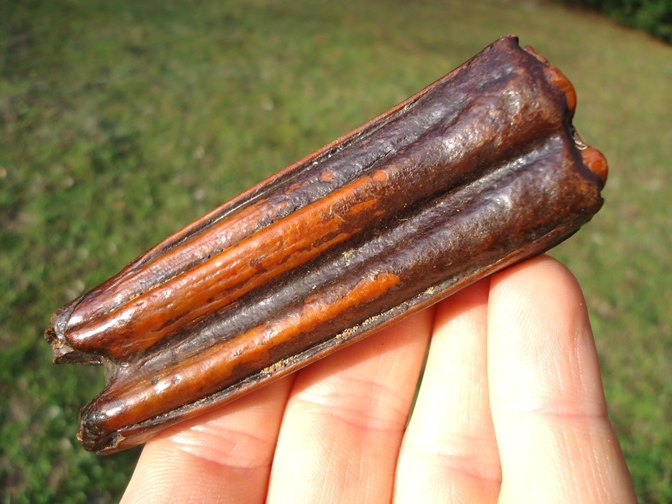 Large image 2 Vibrantly Colorful Suwannee River Horse Tooth